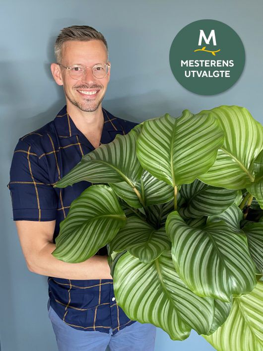 calathea orbifolia calathea orbifolia